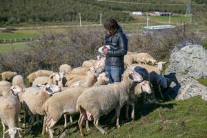 Küçükbaş hayvan yetiştiricileri çoban sorununa çözüm arıyor