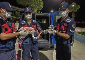 İzmir'de jandarma ekiplerince yaralı halde bulunan flamingo koruma altına alındı. ( İzmir Valiliği - Anadolu Ajansı )