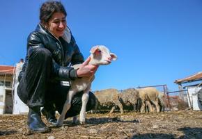 Devletten destek alan genç kadın, hayvancılık için köyüne döndü